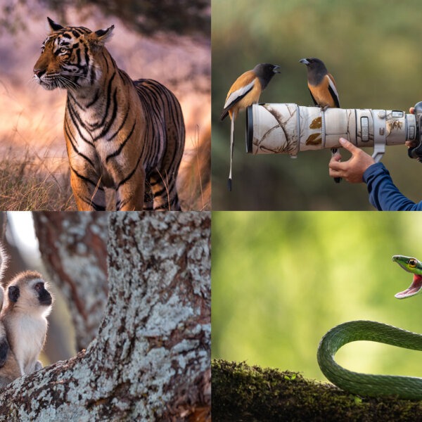 סדנת צילום בעלי חיים