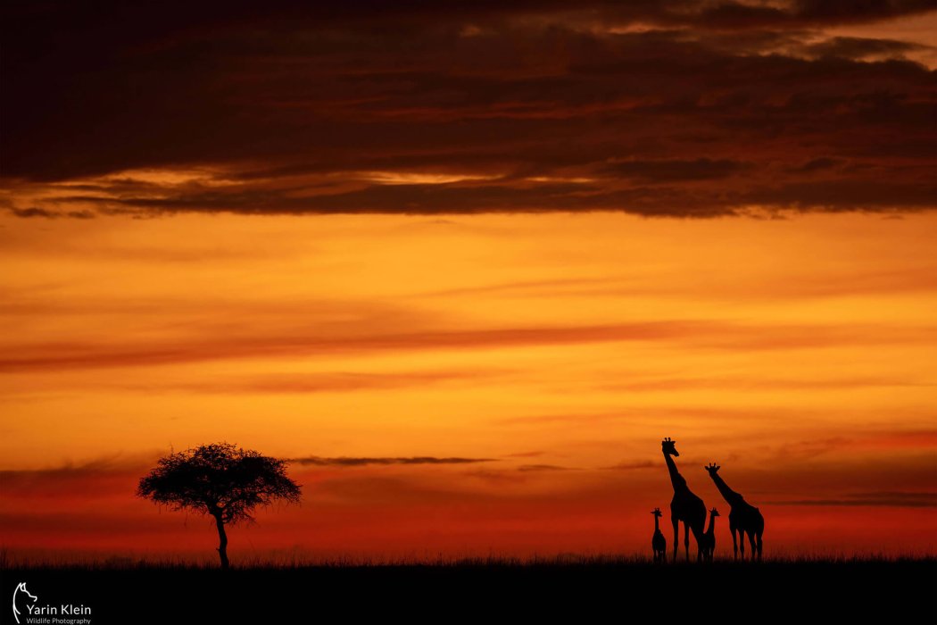 בעלי חיים (2)