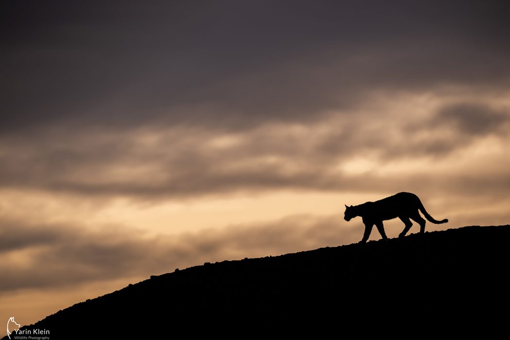 בעלי חיים (3)