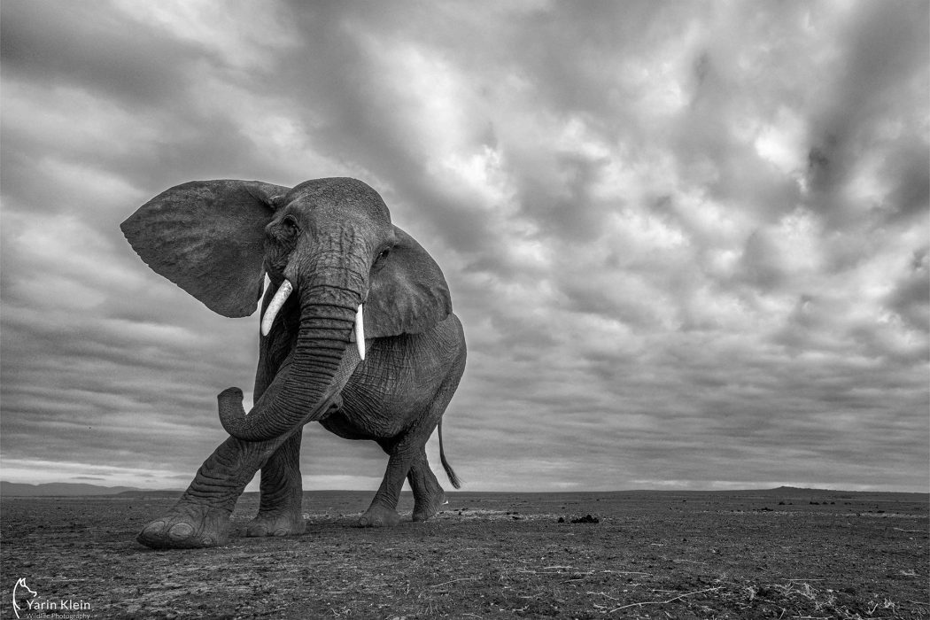 בעלי חיים (4)