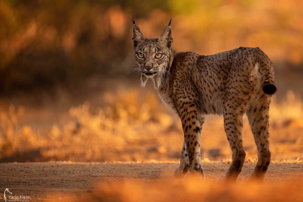 בעלי חיים (6)