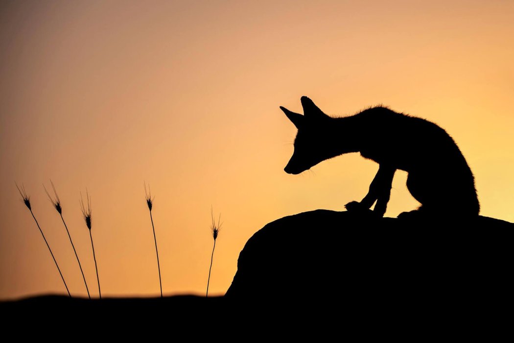 בעלי חיים (8)