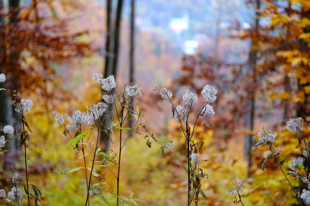 טבע בגישה אישית (3)
