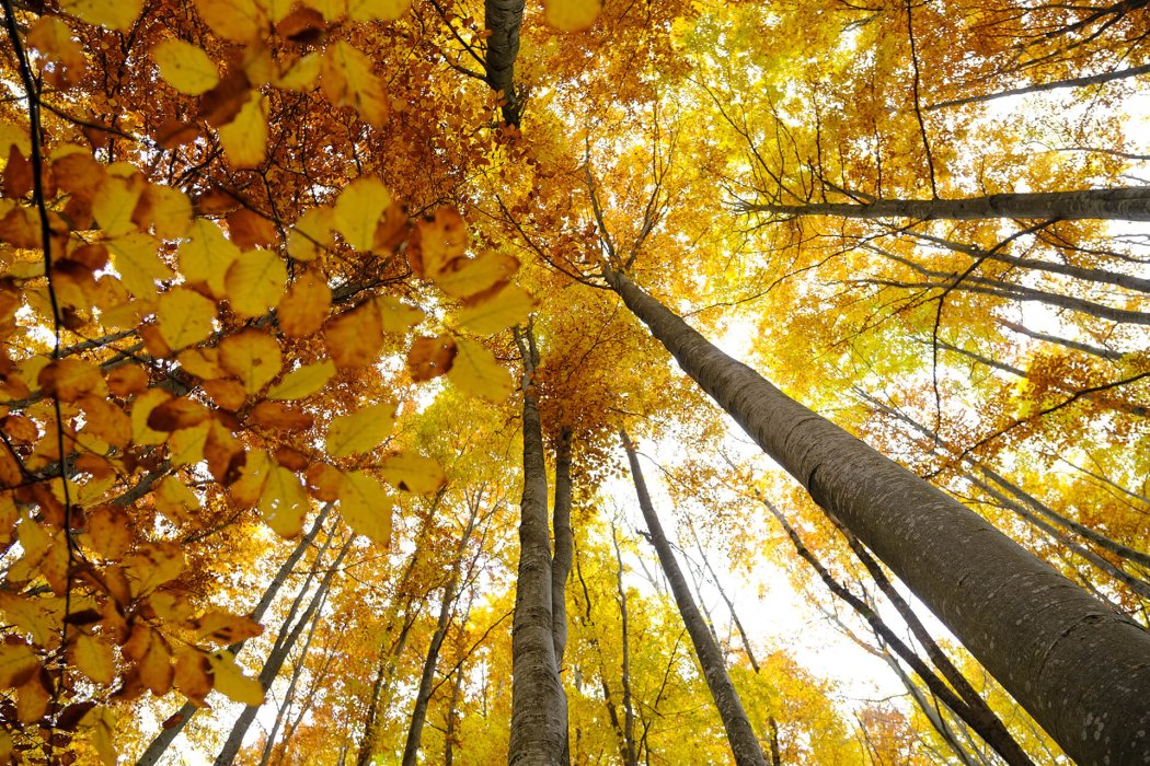 טבע בגישה אישית (4)