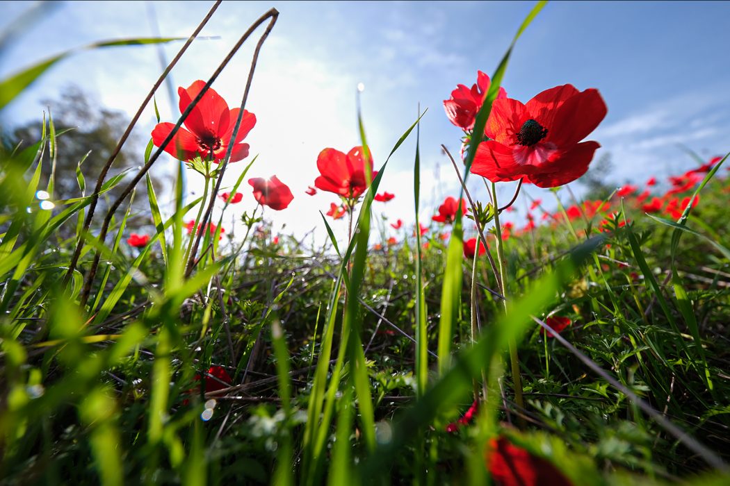 טבע בגישה אישית(11)