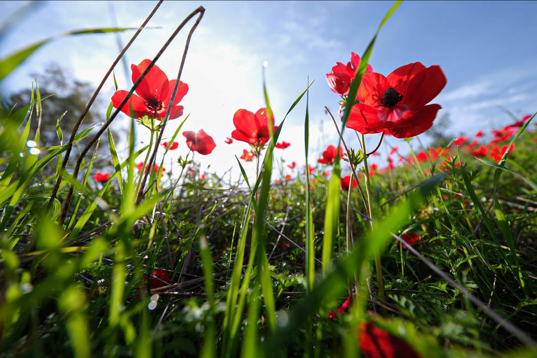 טבע בגישה אישית(11)