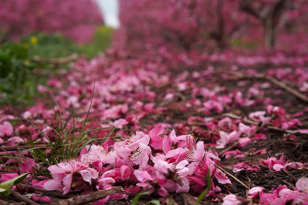 טבע בגישה אישית(17)