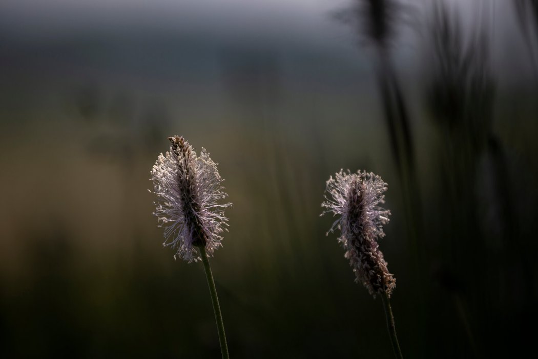 טבע ונוף(111)
