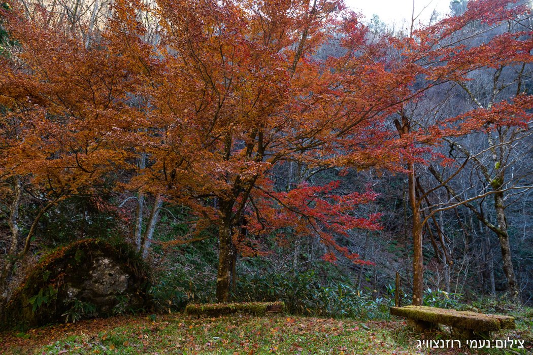 יפן שלכת (25)