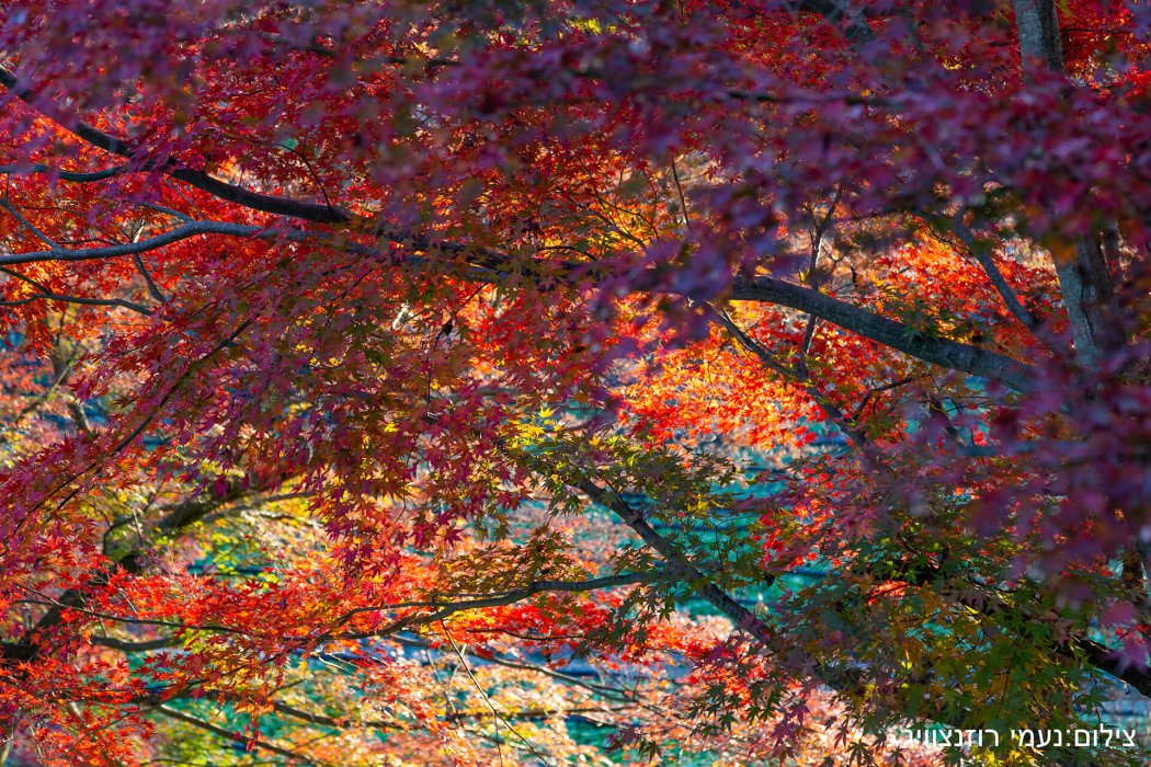 יפן שלכת (28)