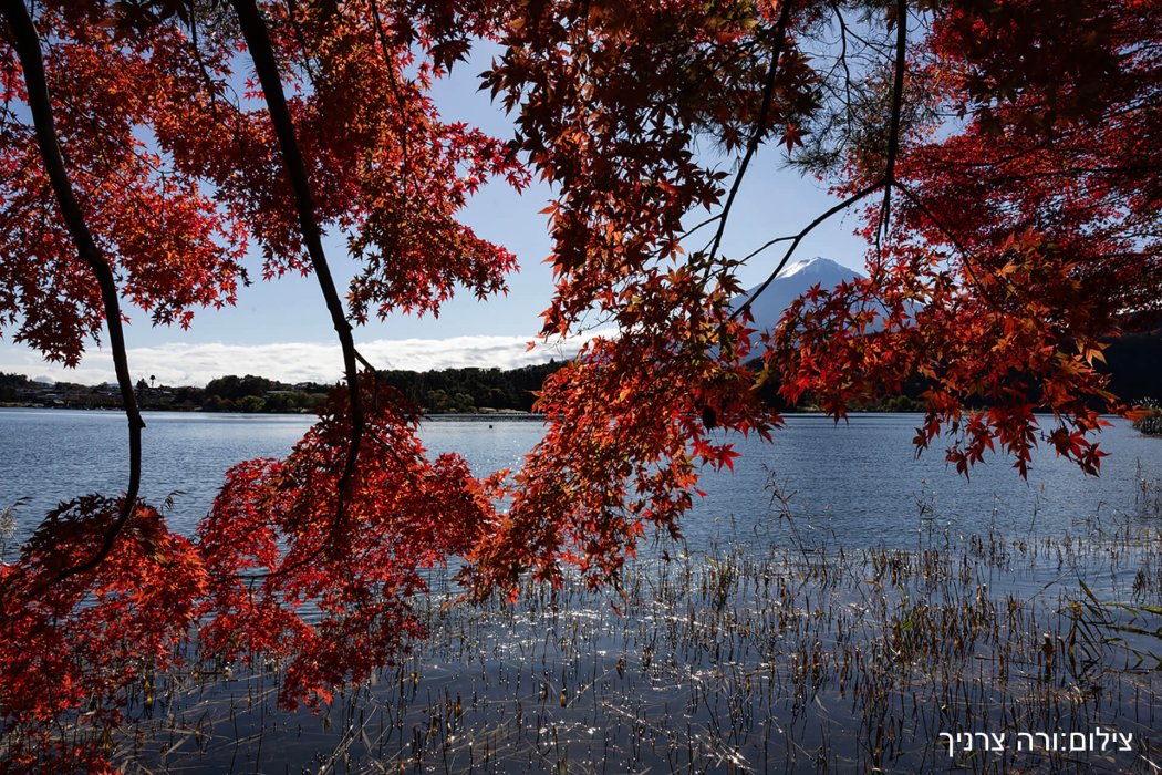 יפן שלכת (35)