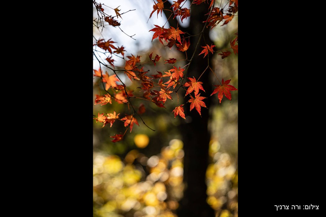 יפן שלכת (37)