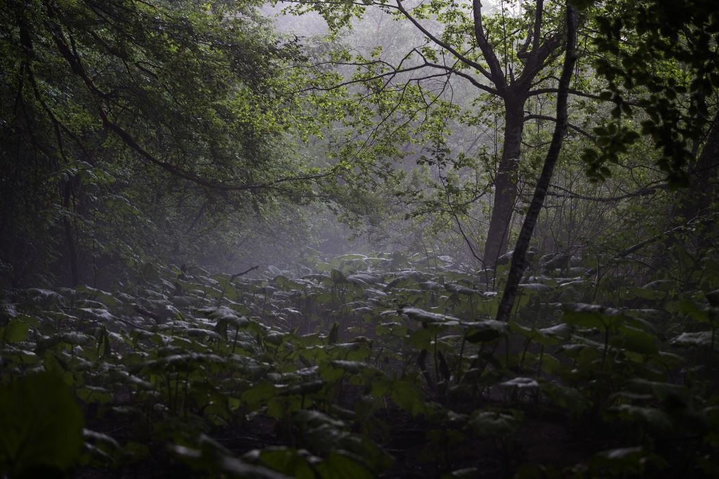 מונטנגרו (19)