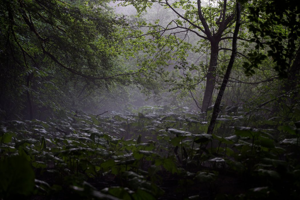 מונטנגרו (19)