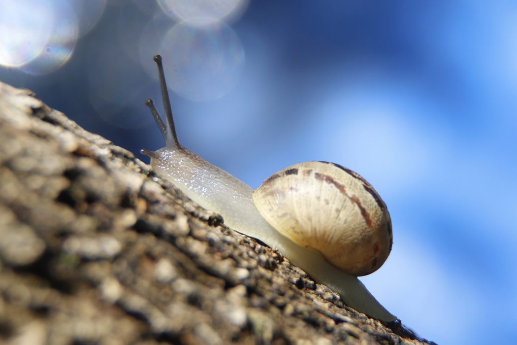 מתקדמים (35)