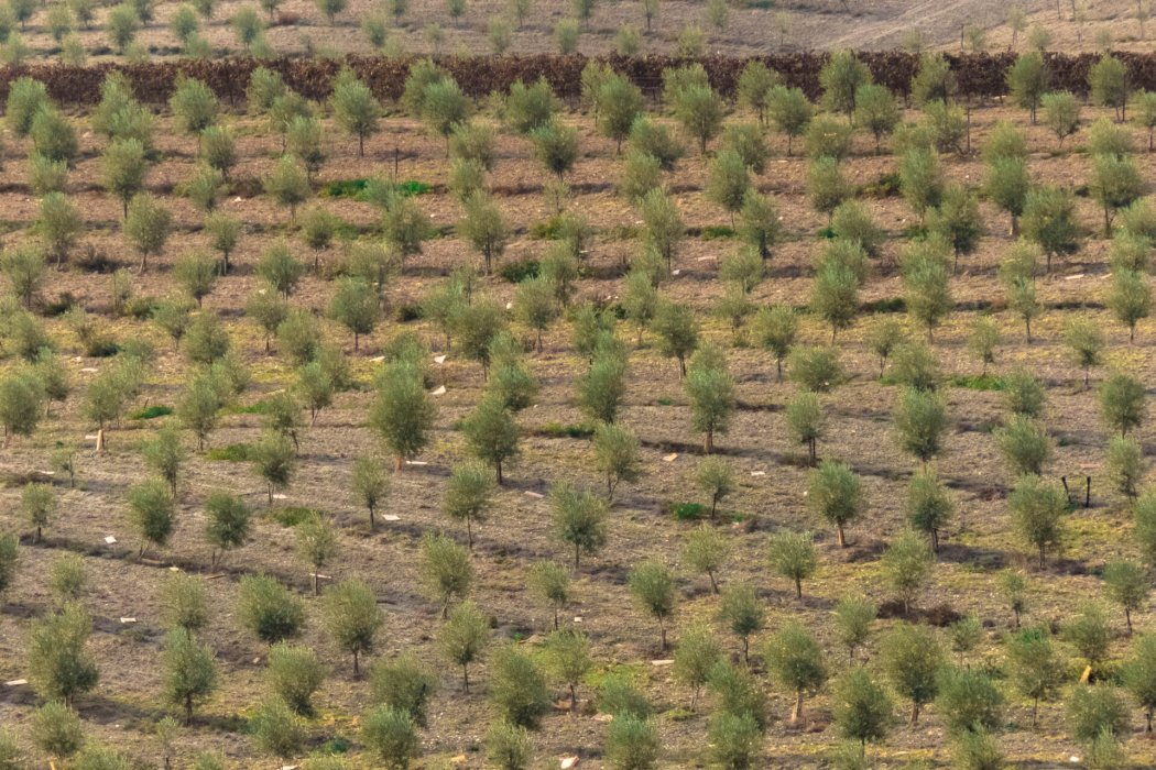 נוף בעדשת טלה (6)