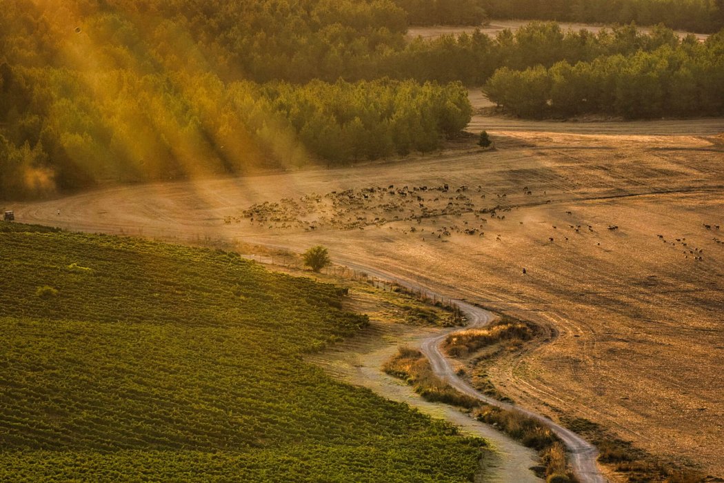 נוף בעדשת טלה (8)
