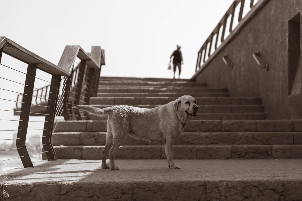 All rights reserved to Yoav Nir (c)