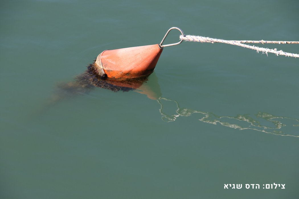 ניחוח יפו (22)