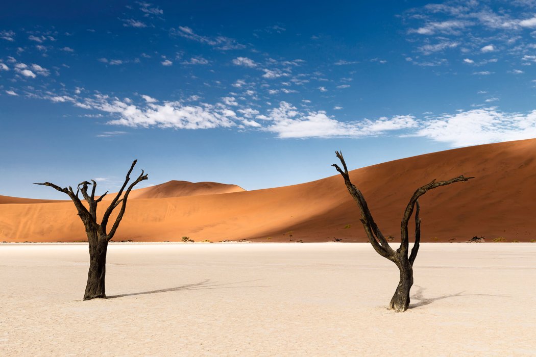 acacia trees in deadvlei,namib-naukluft national park, Namibia, africa