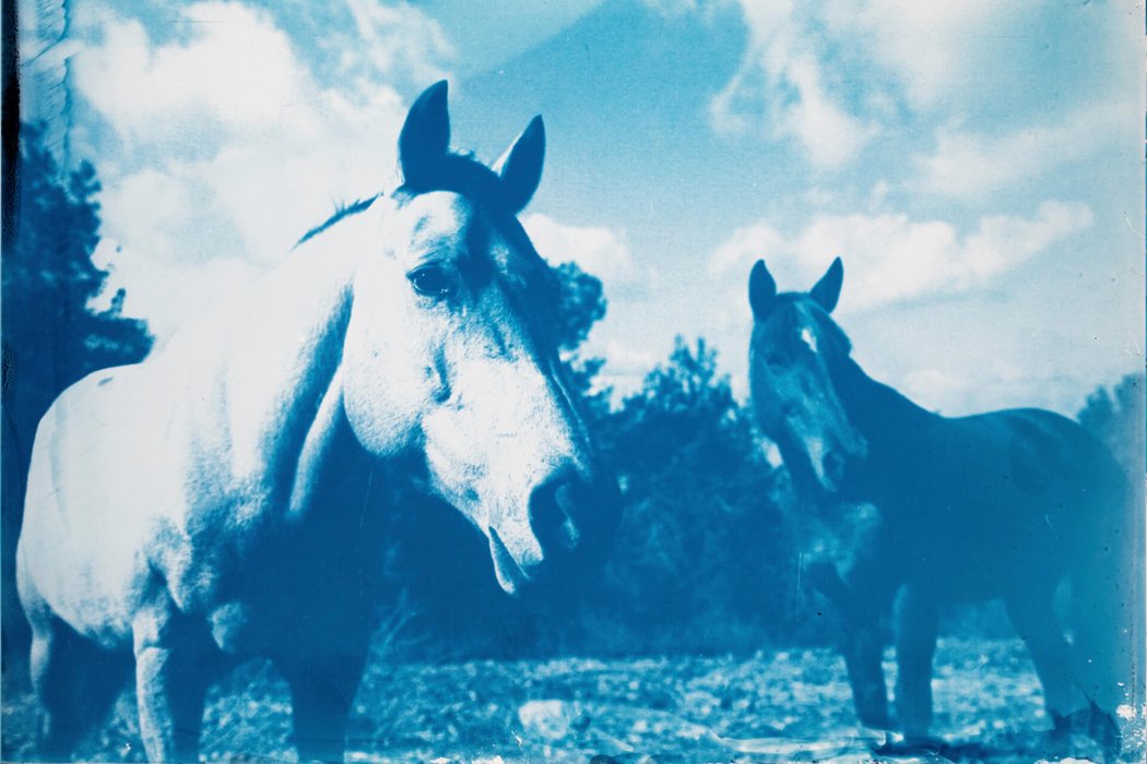 סיאנוטייפ (5)