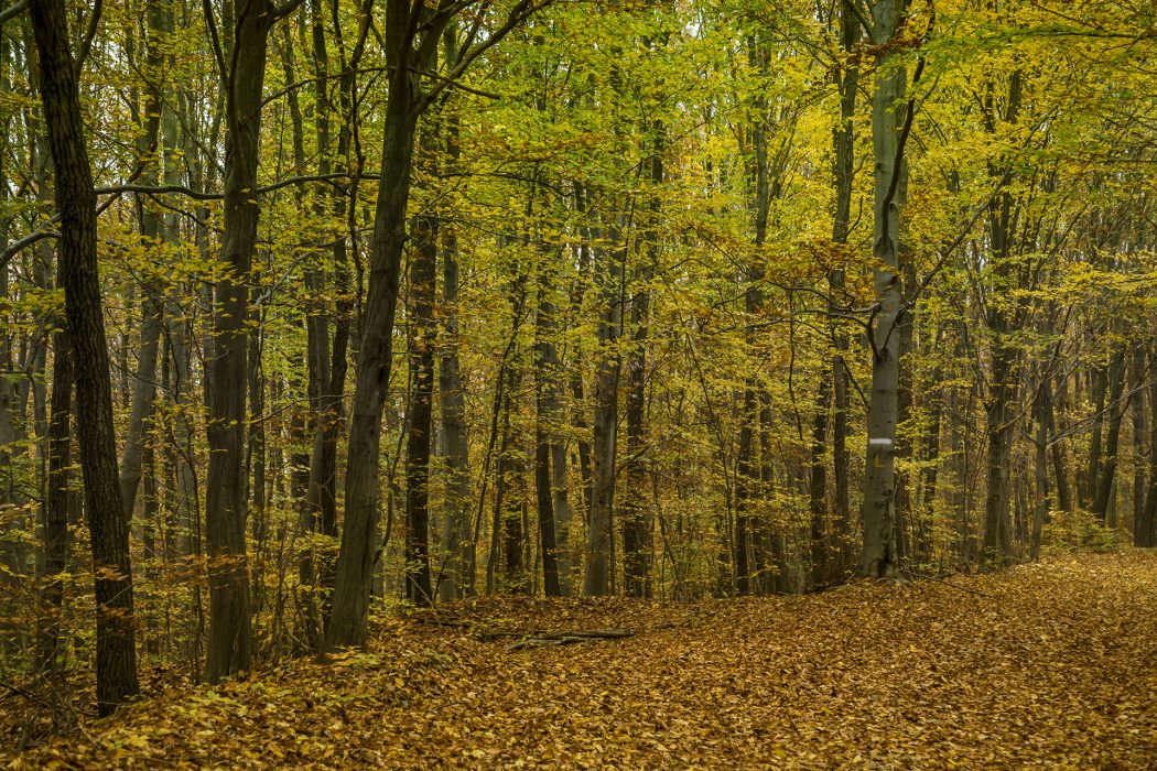 סלובקיה סוזנה (1)