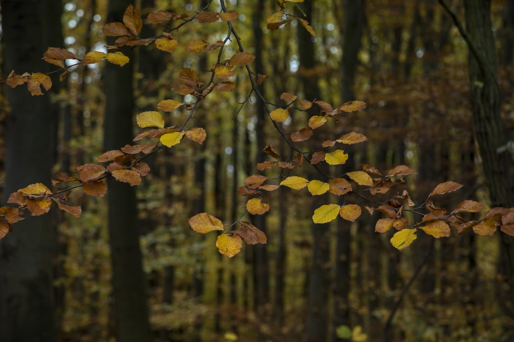 סלובקיה סוזנה (2)