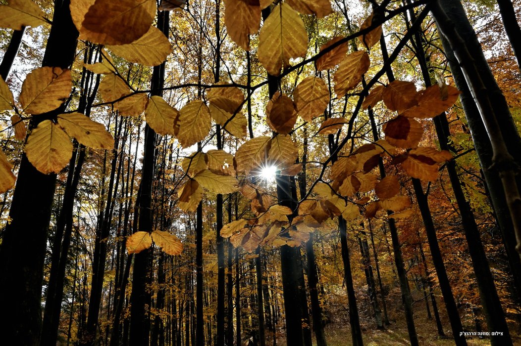 סלובקיה סתיו (11)