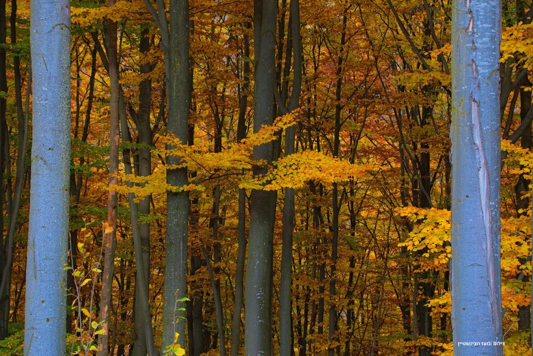 סלובקיה סתיו (25)