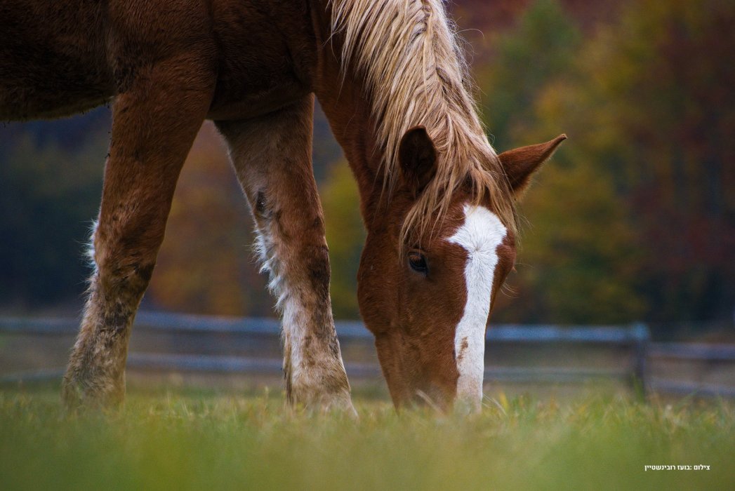 סלובקיה סתיו (27)