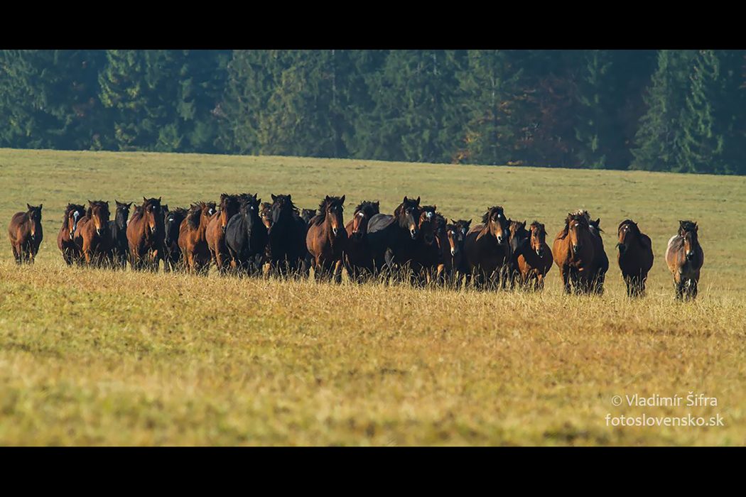 סלובקיה_סתיו_16