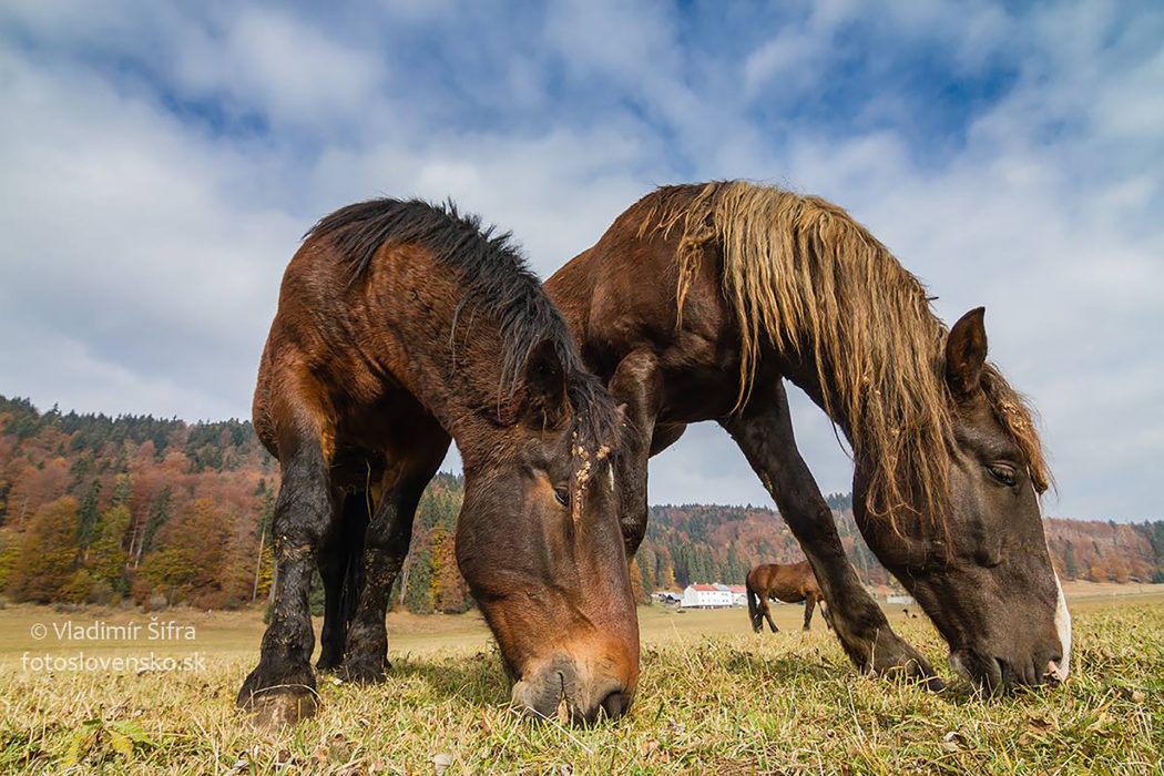 סלובקיה_סתיו_18