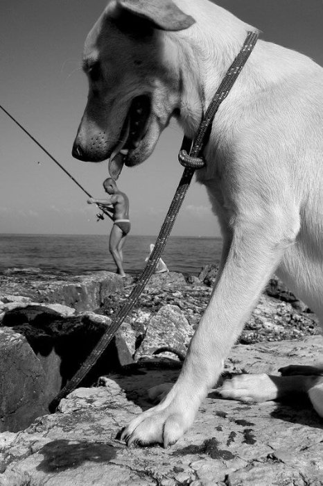 פליקס לופה5