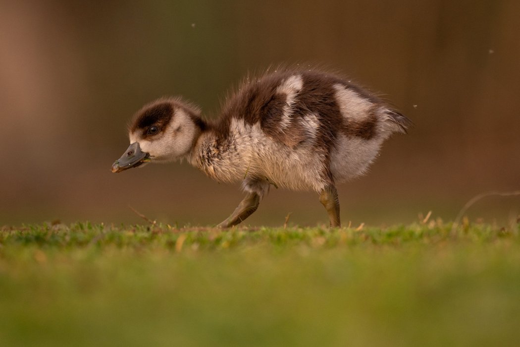 צילום בעלי חיים עומר (2)