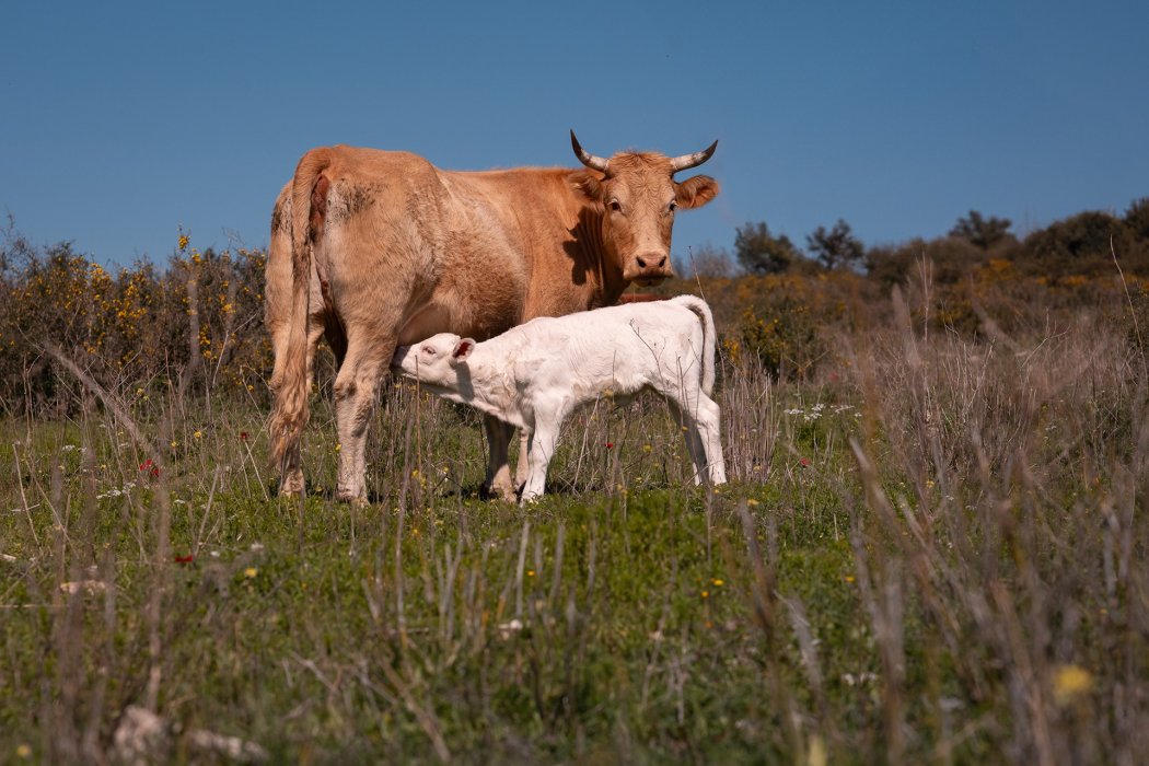 צילום בעלי חיים עומר (3)