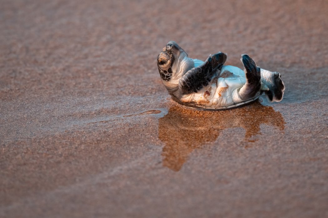 צילום בעלי חיים עומר (4)