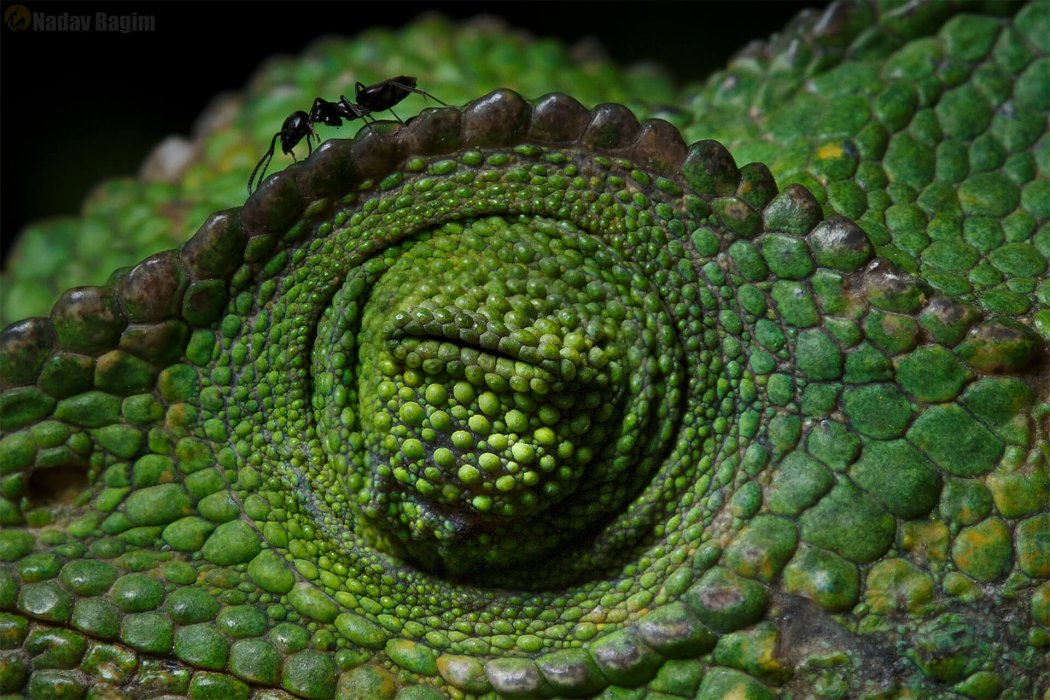 צילום מאקרו 3