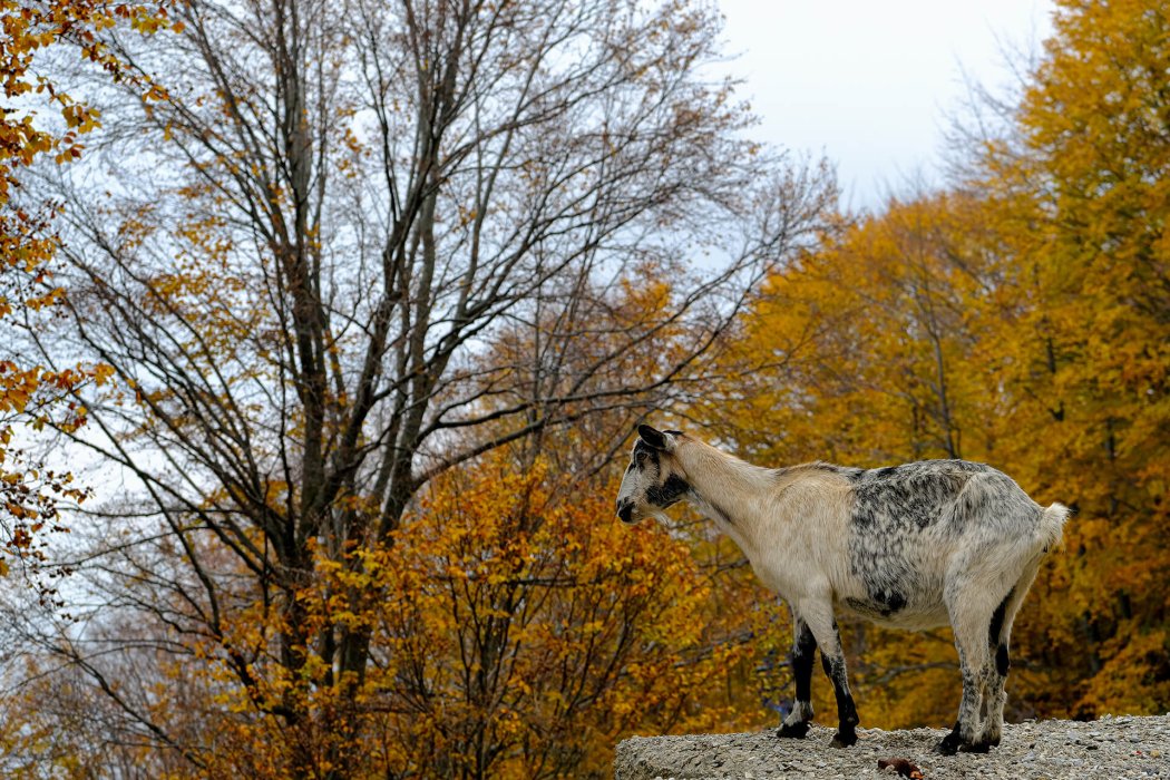 צפון יוון (52)