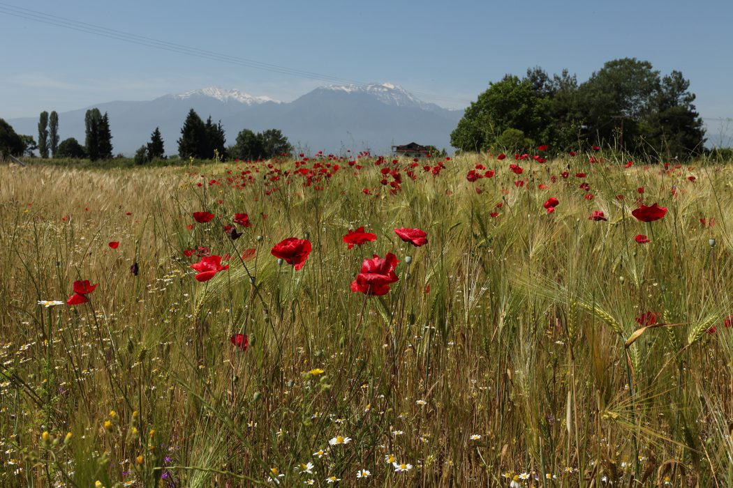 Spring poppy flowers and wild daisies in barley field with snow capped Mount Olympus in background