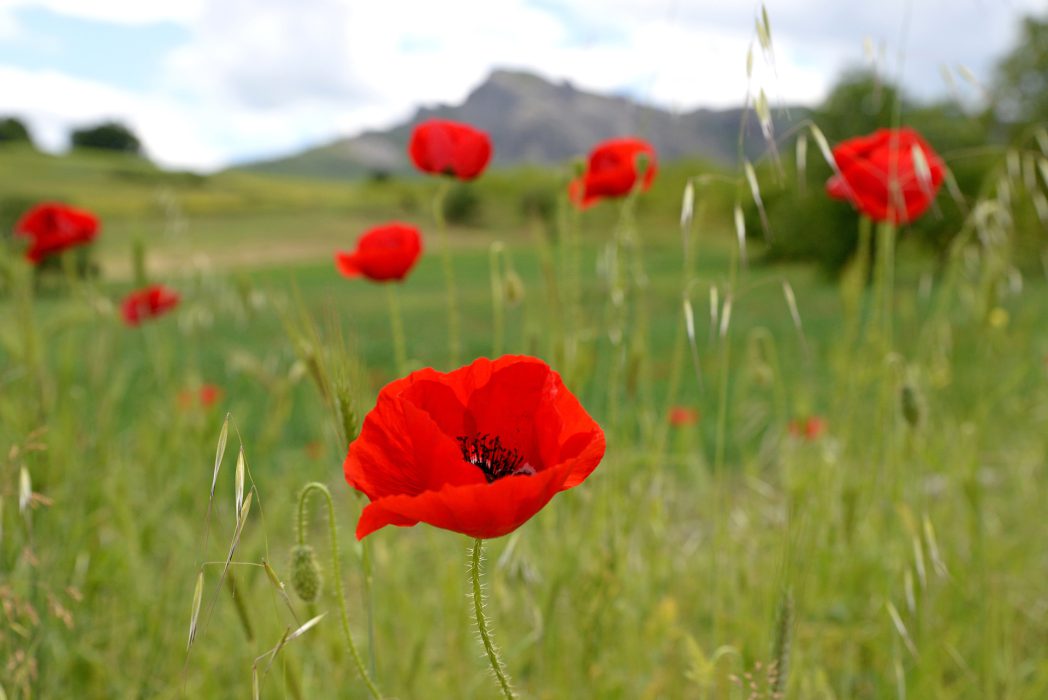 Poppies in a field somewhere in Northern Greece