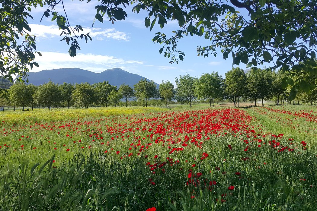 צפון יוון אביב (20)