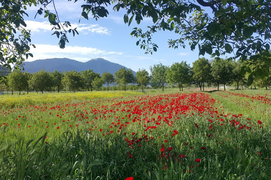 צפון יוון אביב (20)