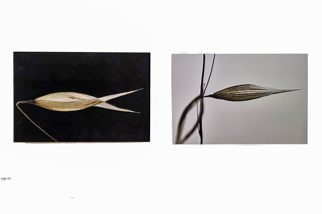 תערוכה 2025 רלי הנדל