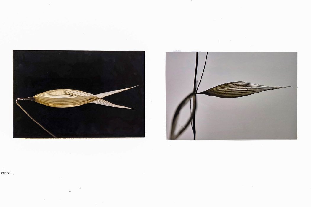 תערוכה 2025 רלי הנדל